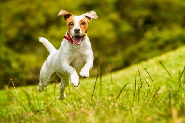 Approche énergétique animaux